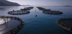ΥΠΕΝ: Ανοίγει ο δρόμος για νέες επενδύσεις στην υδατοκαλλιέργεια