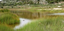 Κατά της πώλησης υδροβιότοπου στην Επανομή ο Τζιτζικώστας
