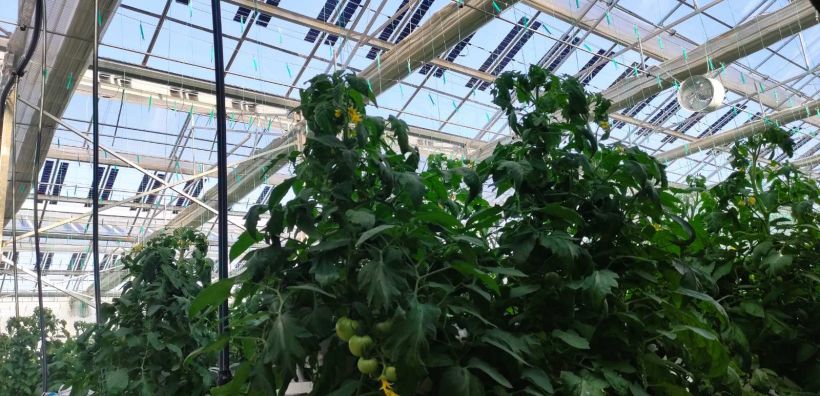 BRITE SOLAR: Βιώσιμη καλλιέργεια με μηδενικό αποτύπωμα άνθρακα