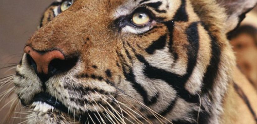 WWF: Οι πληθυσμοί των άγριων ζώων μειώθηκαν κατά 58% τα τελευταία 45 χρόνια