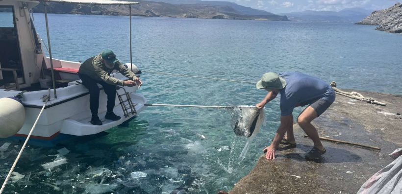 Πρώτα βήματα για την πρότυπη Αποκατάσταση λιβαδιών Ποσειδωνίας στον όρμο Ατζικιάρι