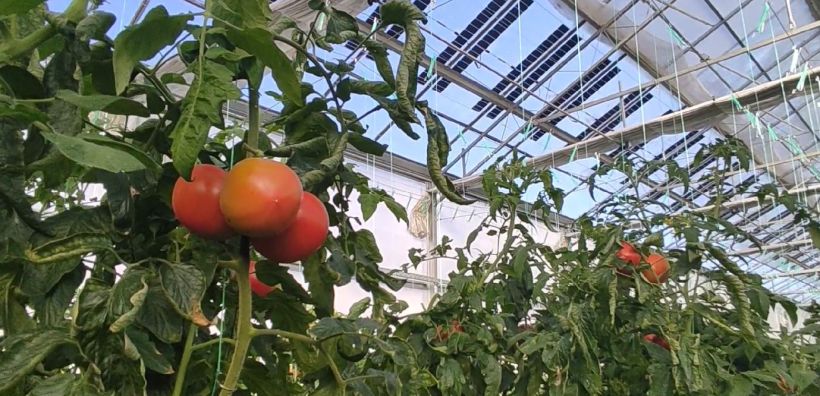Brite Solar: Ένα θερμοκήπιο ντομάτας στο Δροσερό Πτολεμαΐδας με δύο σοδειές το έτος