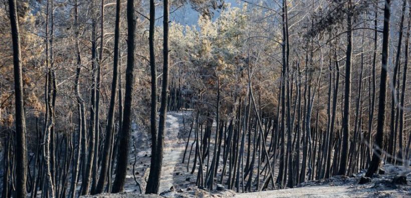ΥΠΕΝ: Αναστέλλονται οι οικονομικές δραστηριότητες στην πληγείσα από την πυρκαγιά δασική περιοχή του Έβρου