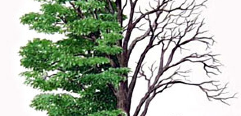 Eυρωπαϊκές δράσεις κατά των εκπομπών αερίων θερμοκηπίου 