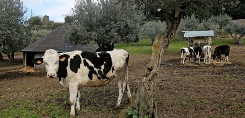Λιγότερα ζώα θανατώθηκαν πέρυσι, λόγω μειωμένης κατανάλωσης κρεάτος