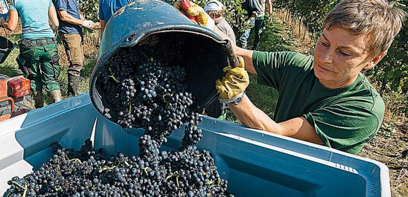 Το κρασί κρασάκι θα πούμε λόγω κλιματικής αλλαγής
