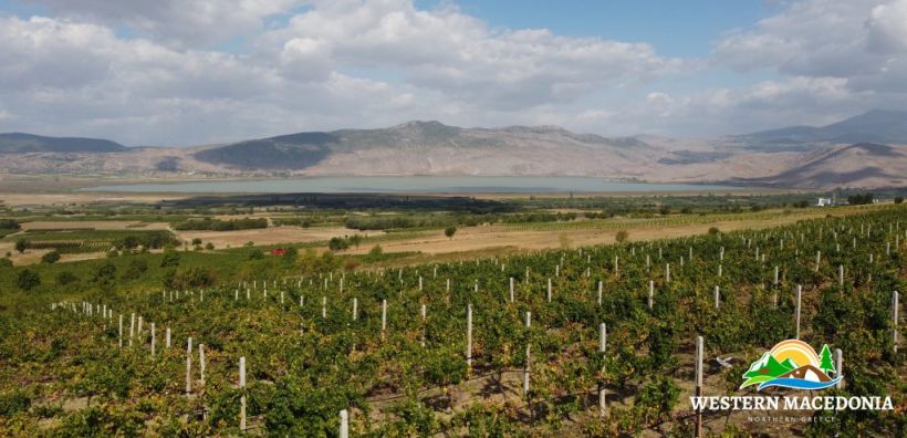 Ένας αμπελώνας στην καρδιά ενός «κρατήρα» λιγνίτη στο Αμύνταιο