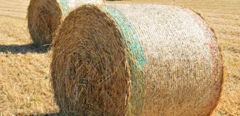 Χρήση άχυρου για παραγωγή ενέργειας ή καυσίμων προτείνουν επιστήμονες