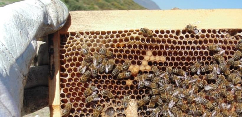 Εορδαία: Να εμπλουτιστούν οι αναπλάσεις στα ορυχεία με φυτά που θα βοηθήσουν τη μελισσοκομία