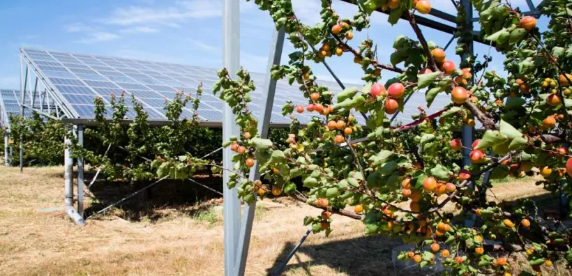 Βελτιωμένη παραγωγή ενέργειας και καλλιέργεια επιτρέπουν τα αγροβολταϊκά, σύμφωνα με νέα έρευνα