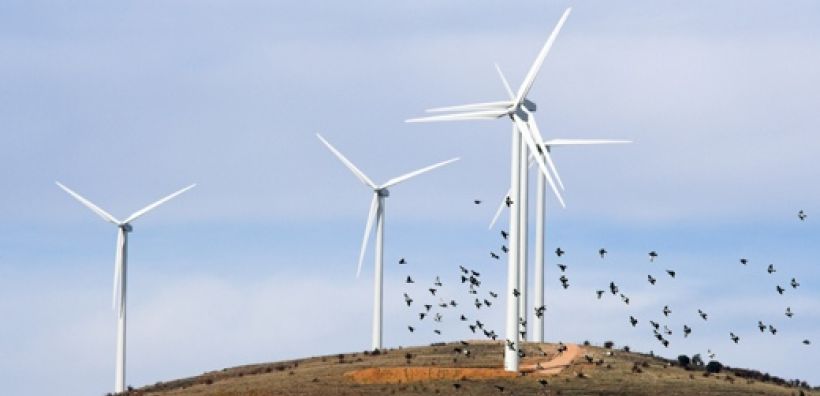 ΕΟΕ: Ή γυπαετοί ή ανεμογεννήτριες