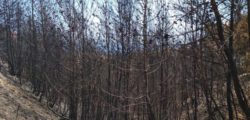 WWF Ελλάς: Απολογισμός αντιπυρικής περιόδου amp; συστάσεις - Μια ακόμα θλιβερή πρωτιά! 