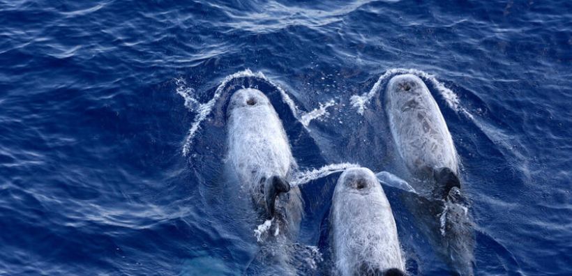 Greenpeace: Η ιστορία επαναλαμβάνεται - Nέες σεισμικές έρευνες στη χώρα, με την ίδια μυστικοπάθεια