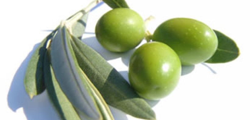 Αποσύρθηκε το ν/σχ για την λειτουργία του Ελληνικού Οργανισμού "Δήμητρα"