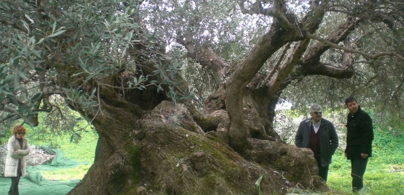 Λ. Γιάνναρου: Πανάρχαιες ελιές της Κρήτης γίνονται καυσόξυλα