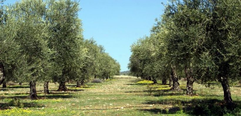 Η κλιματική αλλαγή αυξάνει την παραγωγή.... ελαιολάδου, σύμφωνα με μελέτη