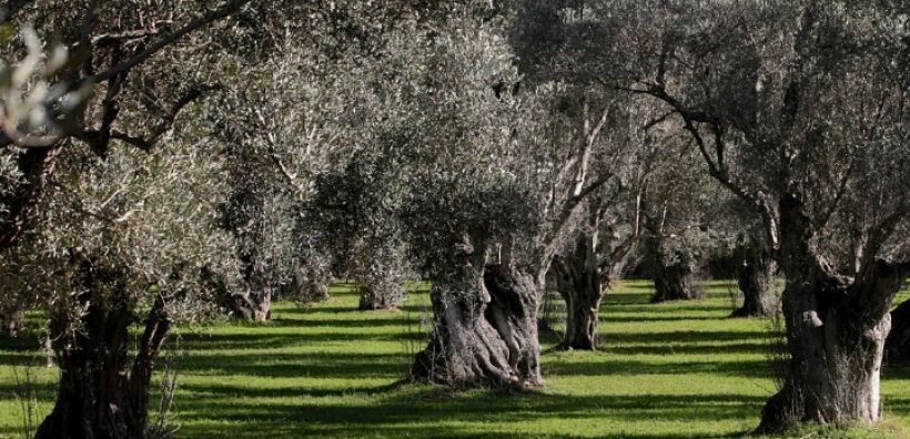 Ο αντίκτυπος της κλιματικής αλλαγής στην ελαιοκαλλιέργεια κεντρικό θέμα στο 1ο Διεθνές Συνέδριο Κέντρου Ελιάς