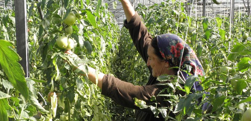 Τα βουλγαρικά θερμοκήπια ζητούν επείγουσα βοήθεια από το κράτος