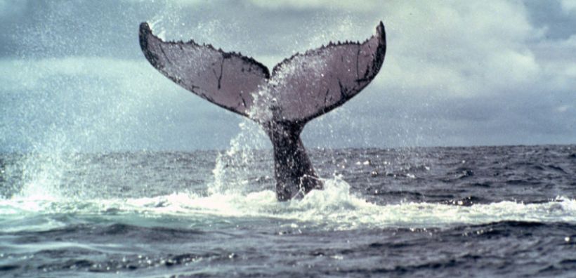 SAvE Whales: Επιστήμονες, η Κοινωνία των Πολιτών και η ελληνική κυβέρνηση θα αξιοποιήσουν την έξυπνη τεχνολογία που αποτρέπει τη σύγκρουση των φυσητήρων με διερχόμενα πλοία