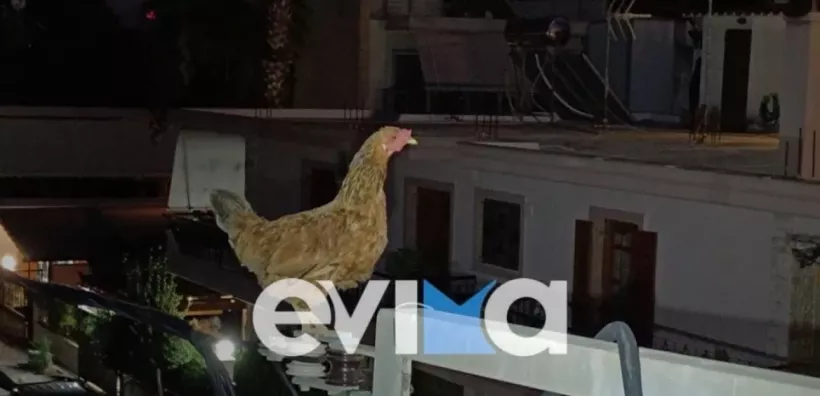 Εύβοια: Κότα ανέβηκε σε κολώνα της ΔΕΗ και εγκλωβίστηκε – Χρειάστηκε η επέμβαση εθελοντών