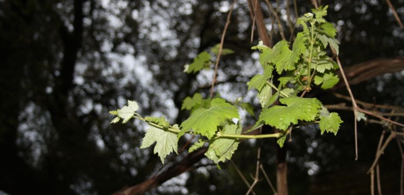 Έντονη ανησυχία από το Ecocity για το «Κλήμα Παυσανία»