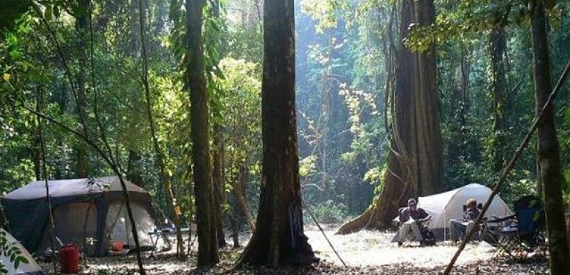 Αγώνας για την προστασία του «δάσους βροχής του Google Earth»