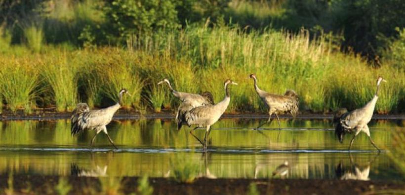 Κοινή ανακοίνωση περιβαλλοντικών οργανώσεων: Καταγγελία στην Ευρωπαϊκή Επιτροπή για τον νέο νόμο   που απειλεί τις περιοχές Natura 2000