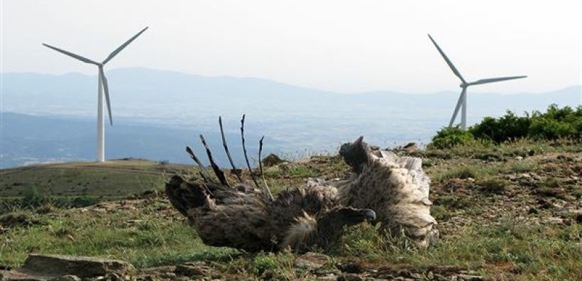 Webinar από την Γ.Γ. Φυσικού Περιβάλλοντος και Υδάτων: «Έγγραφα κατευθύνσεων για περιοχές Natura 2000 και ΑΠΕ»