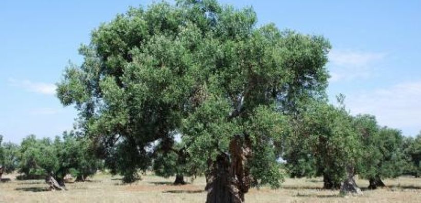 Υπολογισμός απορρόφησης CO2 από τις δενδρώδεις καλλιέργειες, μέσω του έργου LIFE ClimaTree