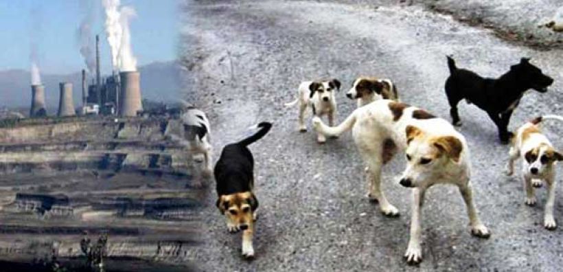 Πρόγραμμα περισυλλογής σκυλιών ξεκίνησε στον ΑΗΣ Αγίου Δημητρίου