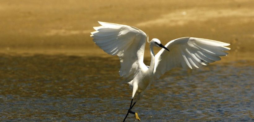 ΚΥΑ για Κέντρα Περίθαλψης και σταθμούς πρώτων βοηθειών ειδών της άγριας πανίδας