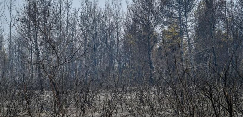 Τ. Γρηγορίου (Greenpeace): Αντιμέτωποι με έναν πλανήτη που παίρνει «φωτιά»