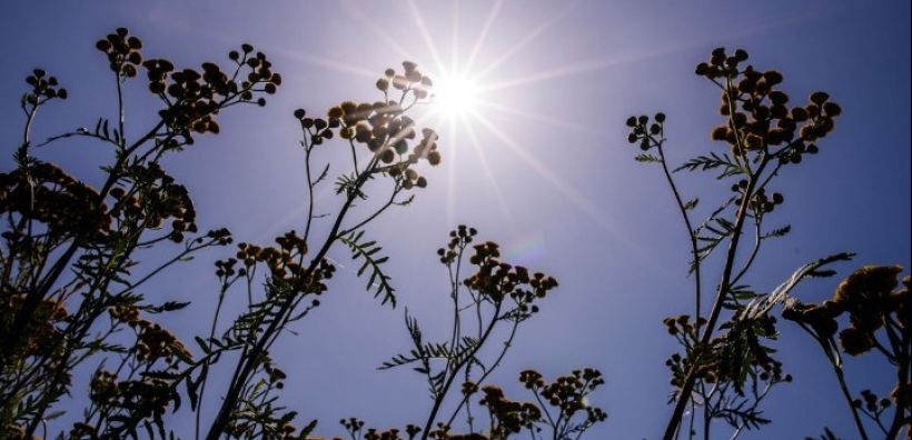 Θερμοκρασίες ρεκόρ στην Ευρώπη - Ανησυχία των επιστημόνων για τη Γροιλανδία