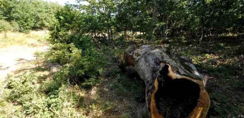 Κίνδυνος κορεσμού από CO2 για τα ευρωπαϊκά δάση