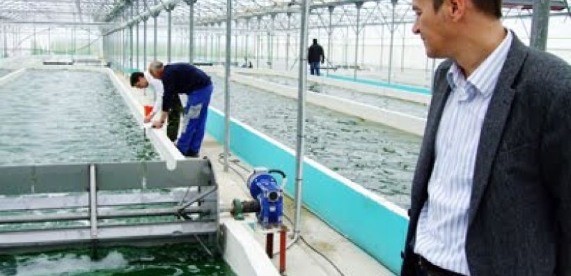 Βιοκαύσιμα από μικροφύκη απειλούν την κυριαρχία του πετρελαίου