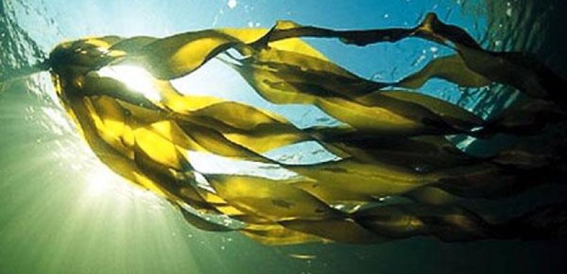 Τα βιοκαύσιμα από φύκια «δεν είναι βιώσιμα» - ακόμη