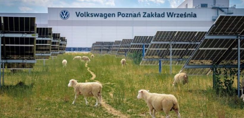 Η Volkswagen «προσλαμβάνει» πρόβατα για τη συντήρηση σε βιομηχανικούς φωτοβολταϊκούς σταθμούς της