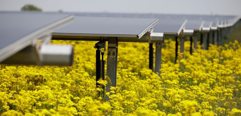 Πέρα από την παραγωγή καθαρής ενέργειας, η Lightsource bp δεσμεύεται για τη βιοποικιλότητα και τη γεωργία