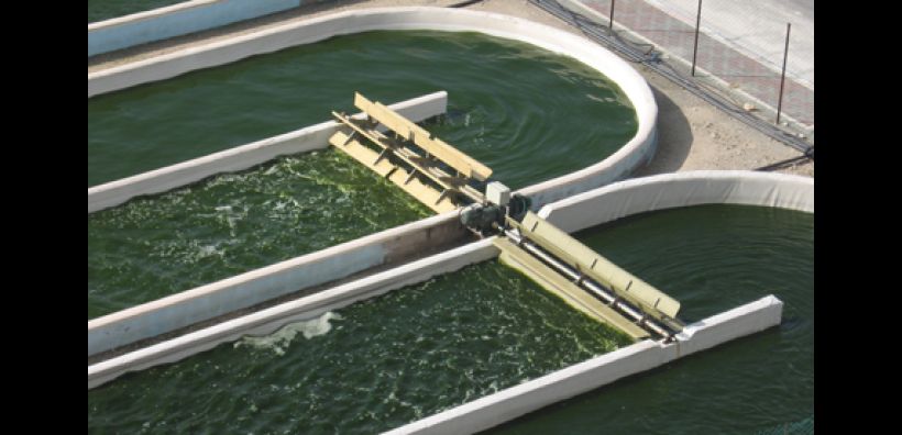 Νέα επένδυση για την Algae Farms στα βιοκαύσιμα
