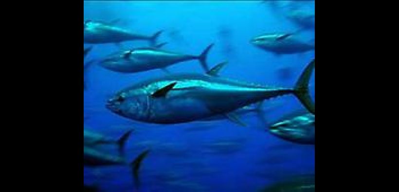 WWF: Θετικό βήμα προς μία βιώσιμη αλιεία
