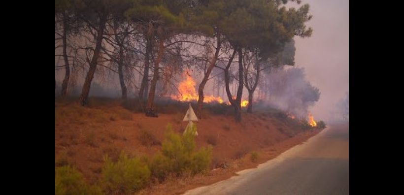 Λέσβος: Σύσκεψη για αναδάσωση της χερσονήσου της Αμαλής