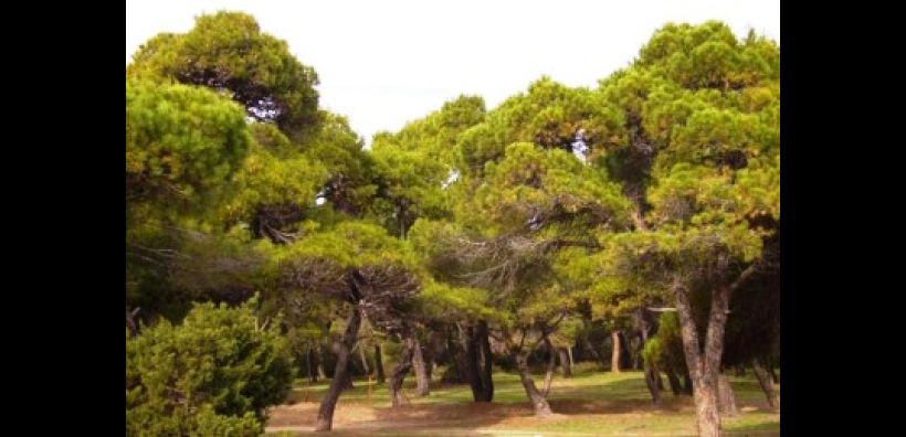 ΥΠΕΝ: Ημερίδες για την κωδικοποίηση της δασικής νομοθεσίας