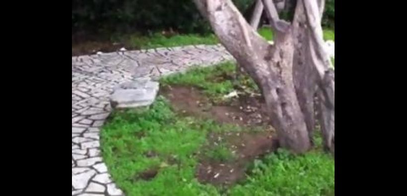 Δεν ξεριζώθηκε τελικά για καυσόξυλα η "Ελιά του Πλάτωνα"