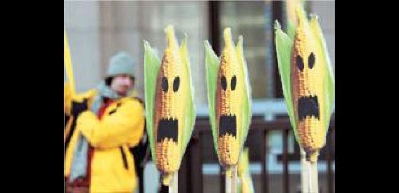 Για επιβολή μεταλλαγμένων στην ΕΕ κάνουν λόγο οι Οικολόγοι Πράσινοι