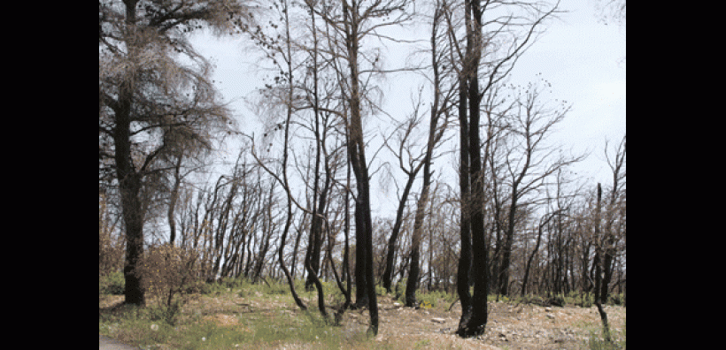 ΥΠΕΚΑ: Χρηματοδότηση έργων αποκατάστασης καμένων εκτάσεων