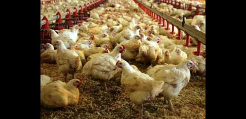 Προωθείται η ένταξη πτηνοτρόφων στο νέο τρόπο φορολόγησης για το πετρέλαιο
