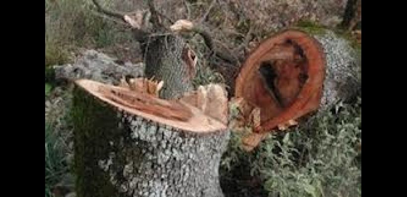 Η λαθροϋλοτομία εξαφάνισε πάνω από 400 στρέμματα δάσους στην Κόνιτσα