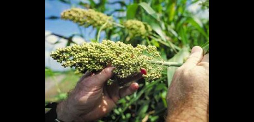 Ημερίδα για την παραγωγή Βιοαιθανόλης από Γλυκό Σόργο