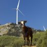 Και το αιολικό της ΔΕΗ στη Μακρόνησο στο κοινό σχήμα με την EDF…