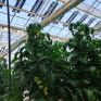 BRITE SOLAR: Βιώσιμη καλλιέργεια με μηδενικό αποτύπωμα άνθρακα